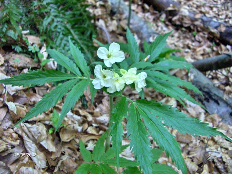 Cardamine kitaibelii / Dentaria di Kitaibel